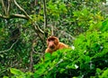 Proboscis monkey, Borneo, Malaysia Royalty Free Stock Photo