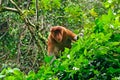 Proboscis monkey, Borneo, Malaysia Royalty Free Stock Photo