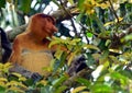 Proboscis monkey, Borneo, Malaysia Royalty Free Stock Photo