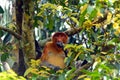 Proboscis monkey, Borneo, Malaysia Royalty Free Stock Photo