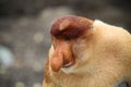 Proboscis monkey