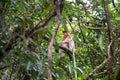 Proboscis Monkey