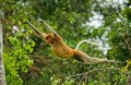 The proboscis monkey is jumping from tree to tree in the jungle. Indonesia. The island of Borneo Kalimantan.