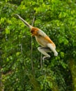 The proboscis monkey is jumping from tree to tree in the jungle. Indonesia. The island of Borneo Kalimantan. Royalty Free Stock Photo
