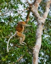 The proboscis monkey is jumping from tree to tree in the jungle. Indonesia. The island of Borneo Kalimantan. Royalty Free Stock Photo