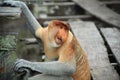 Proboscis monkey laughing Royalty Free Stock Photo