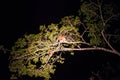 Proboscis monkey or long nosed monkey Nasalis larvatus sleep a Royalty Free Stock Photo