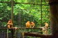 The proboscis monkey or long-nosed monkey Royalty Free Stock Photo