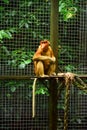 The proboscis monkey or long-nosed monkey
