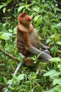 Proboscis monkey looking up Royalty Free Stock Photo