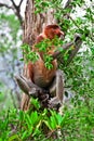 Proboscis monkey in malaysia Royalty Free Stock Photo