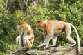 Proboscis monkey, male and female.