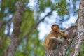 Proboscis monkey