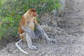 Proboscis monkey