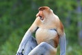 Proboscis monkey