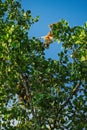 Proboscis Monkey Mid Air Leap Across Canopy Royalty Free Stock Photo