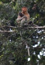 Proboscis Monkey Mother and Baby Royalty Free Stock Photo