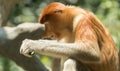 Proboscis monkey (Nasalis larvatus) in Bako National Park, Sarawak, Borneo Royalty Free Stock Photo