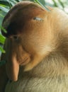 Proboscis monkey (Nasalis larvatus) in Bako National Park, Sarawak, Borneo Royalty Free Stock Photo