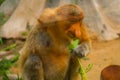 Proboscis Monkey Nasalis larvatus endemic of Borneo. Male portrait with a huge nose. Royalty Free Stock Photo