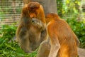 Proboscis Monkey Nasalis larvatus endemic of Borneo. Male portrait with a huge nose.