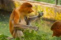 Proboscis Monkey Nasalis larvatus endemic of Borneo. Male portrait with a huge nose.