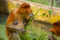 Proboscis Monkey Nasalis larvatus endemic of Borneo. Male portrait with a huge nose.