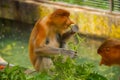 Proboscis Monkey Nasalis larvatus endemic of Borneo. Male portrait with a huge nose.