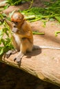 Proboscis Monkey Nasalis larvatus endemic of Borneo. Male portrait with a huge nose. Royalty Free Stock Photo