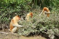 Proboscis monkey (Nasalis larvatus) family in natural habitat, Borneo Royalty Free Stock Photo