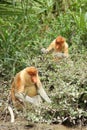 Proboscis monkey (Nasalis larvatus) family in natural habitat, Borneo Royalty Free Stock Photo