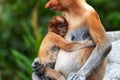 Proboscis Monkey Nasalis larvatus with infant baby