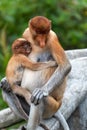 Proboscis Monkey Nasalis larvatus with infant baby