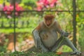 Proboscis monkey Nasalis larvatus or long-nosed monkey