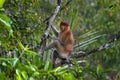 The proboscis monkey or Nasalis larvatus or long-nosed monkey, Indonesia