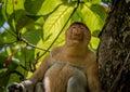 Proboscis Monkey - Nasalis larvatus - in tree looking down