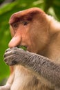 Proboscis monkey portrait