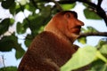 Proboscis monkey portrait Royalty Free Stock Photo