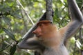 Proboscis Monkey Portrait Royalty Free Stock Photo