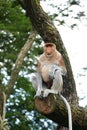 Proboscis monkey with red penis