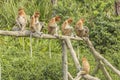 Proboscis monkey