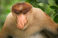 Proboscis Monkey - Sandakan, Borneo, Malaysia Royalty Free Stock Photo