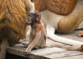 Proboscis Monkey - Sandakan, Borneo, Malaysia Royalty Free Stock Photo