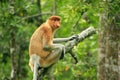 Proboscis monkey sitting on a tree, Borneo Royalty Free Stock Photo