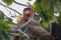 Proboscis monkey in a tree at Bako National Park Royalty Free Stock Photo