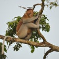 Proboscis Monkey in a tree Royalty Free Stock Photo