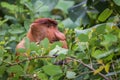 Proboscis monkey in the Tropical Jungle of Borneo Royalty Free Stock Photo