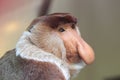 Proboscis monkey