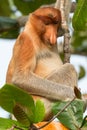 Proboscis monkey (Nasalis larvatus) in Bako National Park, Sarawak, Borneo Royalty Free Stock Photo