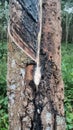 Proccess to make a rubber from rubber plantation.